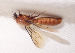 Dorylus helvolus
