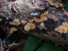 Protohydnum sclerodontium