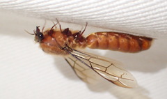 Dorylus helvolus