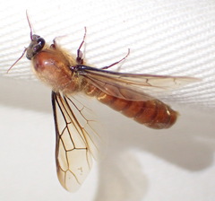 Dorylus helvolus