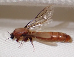 Dorylus helvolus
