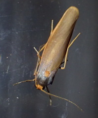 Sozusa scutellata