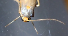 Sozusa scutellata