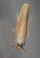 Sozusa scutellata