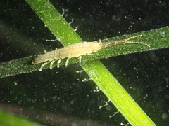 Idotea linearis