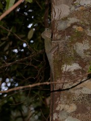 Lophosaurus spinipes