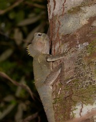 Lophosaurus spinipes