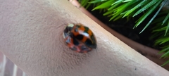 Harmonia axyridis
