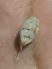 Emerita brasiliensis