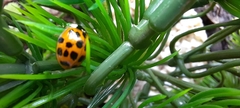 Harmonia axyridis