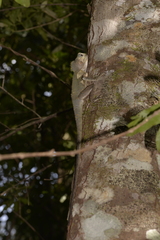 Lophosaurus spinipes