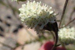 Phyllopodium elegans