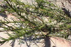 Phyllopodium elegans