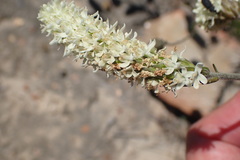 Phyllopodium elegans