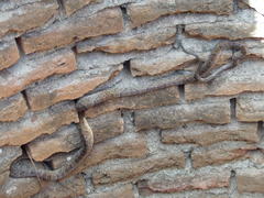 Trimorphodon paucimaculatus