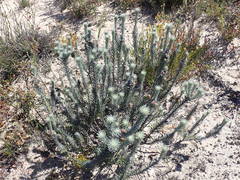 Phylica willdenowiana