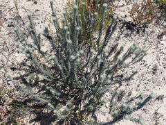 Phylica willdenowiana