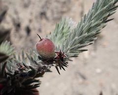 Phylica willdenowiana