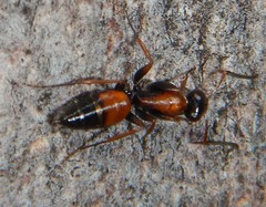 Opisthopsis