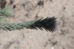 Phylica willdenowiana