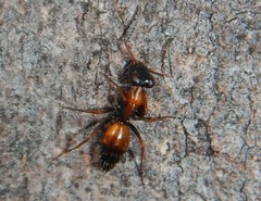 Opisthopsis