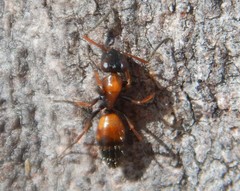 Opisthopsis