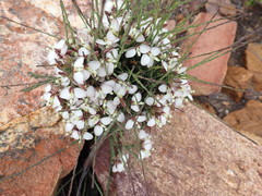Polygala wittebergensis