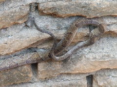 Trimorphodon paucimaculatus