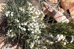 Polygala wittebergensis