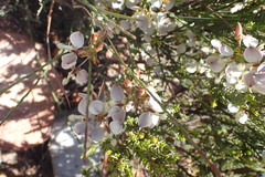 Polygala wittebergensis