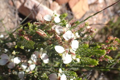 Polygala wittebergensis