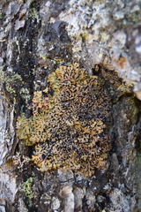 Hypogymnia austerodes