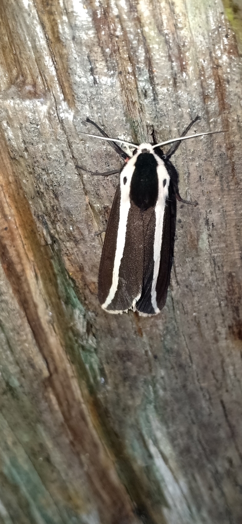 Rajendra cingulata