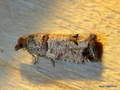 Notocelia culminana
