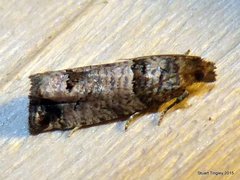 Notocelia culminana