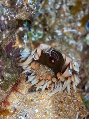 Anthopleura biscayensis