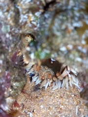 Anthopleura biscayensis