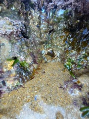 Anthopleura biscayensis