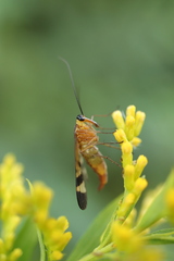 Panorpa japonica
