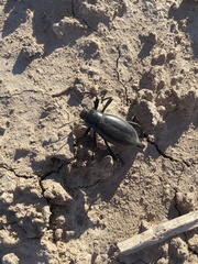 Eleodes longicollis