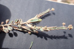 Psammotropha quadrangularis