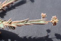 Psammotropha quadrangularis