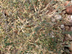 Psammotropha quadrangularis