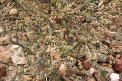 Psammotropha quadrangularis