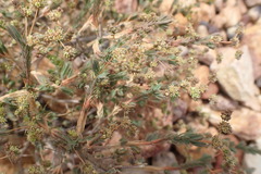 Psammotropha quadrangularis