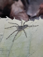 Dolomedes scriptus