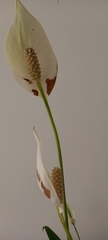 Spathiphyllum wallisii