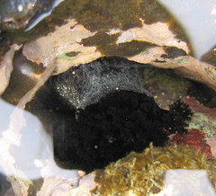 Holothuria cinerascens