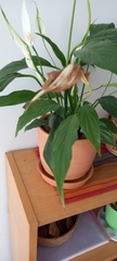 Spathiphyllum wallisii