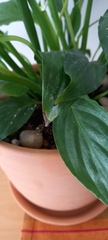 Spathiphyllum wallisii